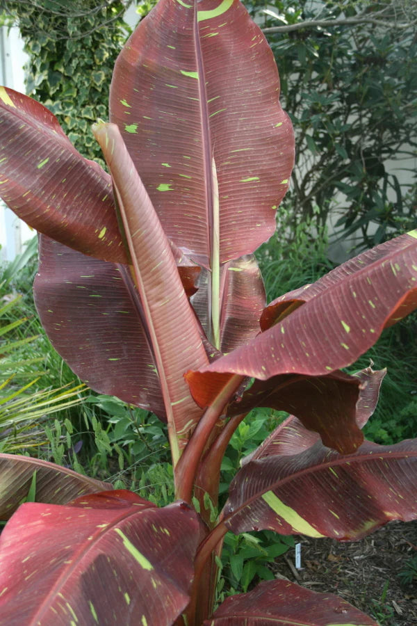 Siam ruby 'Musa'