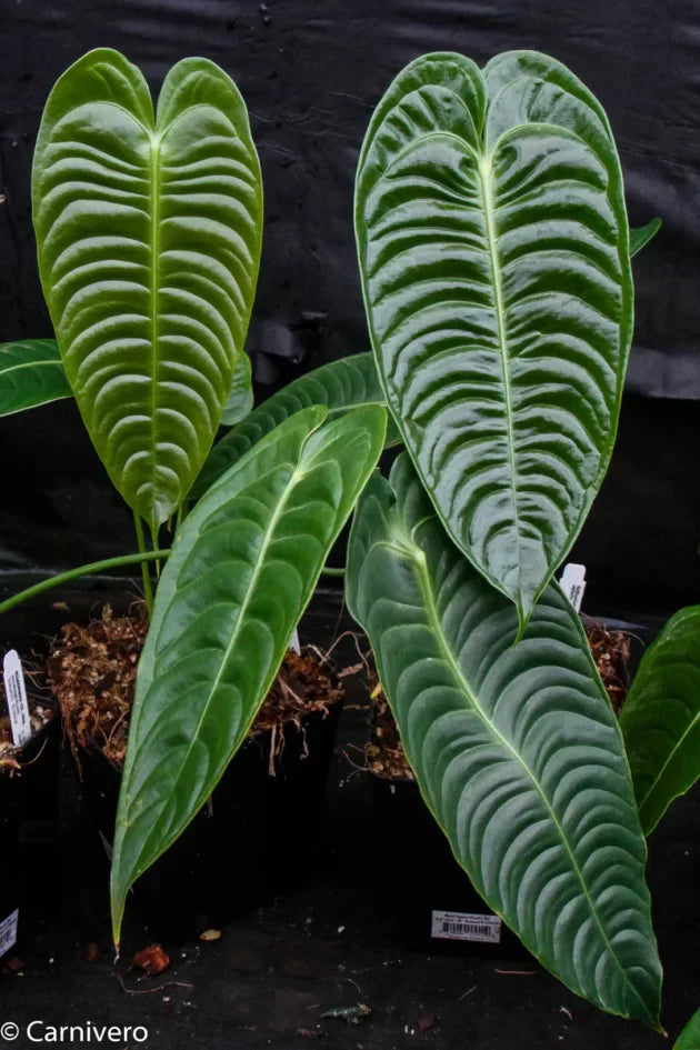 Exotic Micholitz's Palm growth habit – Elegant Bifid Fronds specimen plant – ships across India