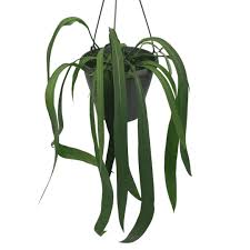 Anthurium Vittariifolium