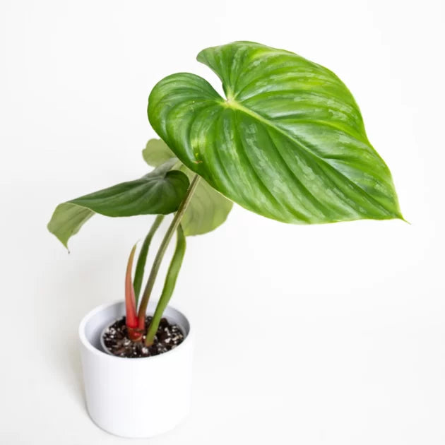Philodendron plowmanii 'Citrus'
