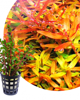 Rotala rotundifolia 'orange juice' (large pot)