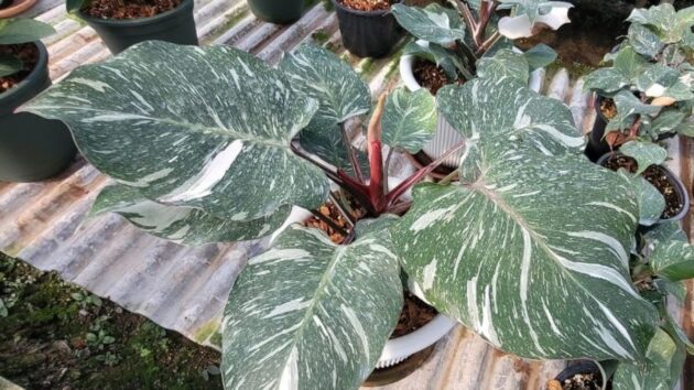 White Knight Marble Variegated