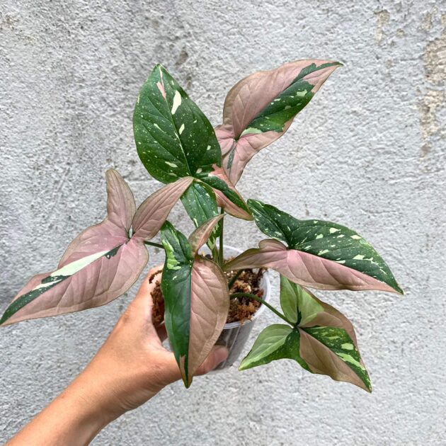 Syngonium Red Spot Tricolor