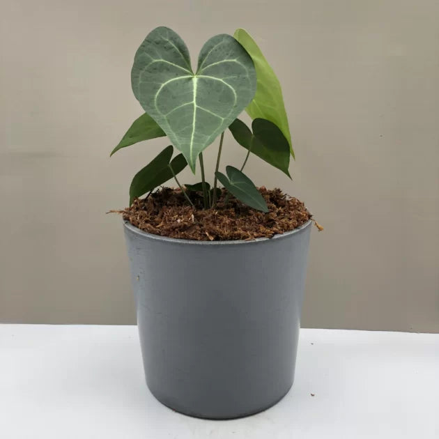 Sweet Love (3 inch pot)