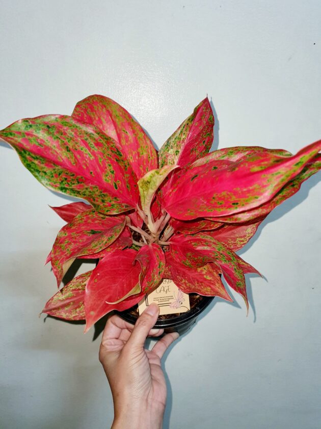 Aglaonema Red moon (medium)