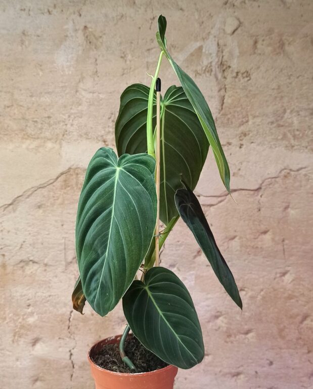 Philodendron gigas