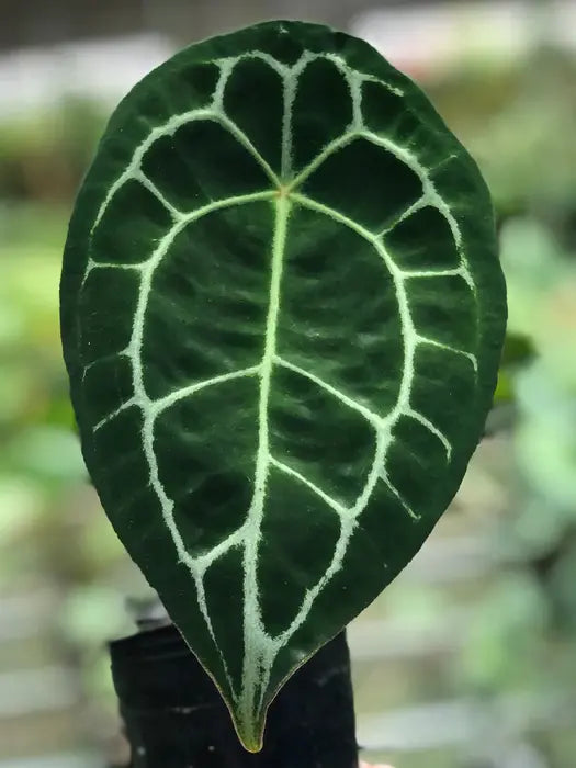Anthurium Forgetii (Pure)
