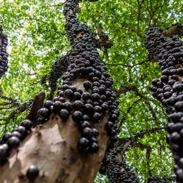 Jabuticaba Fruit Plant Red