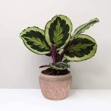 Calathea Marion