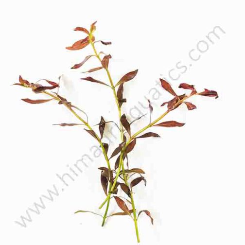 Ludwigia arcuata "Dark red"/ Needle leaf ludwigia (6 stems)