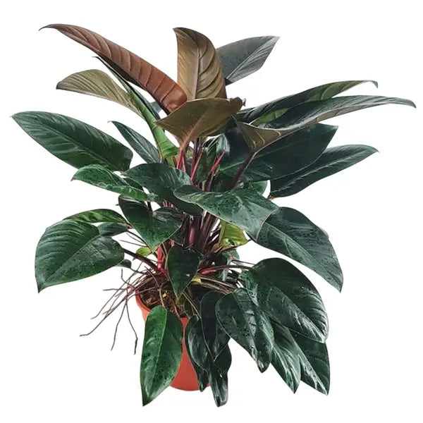 Congo Rojo Philodendron - Red Congo