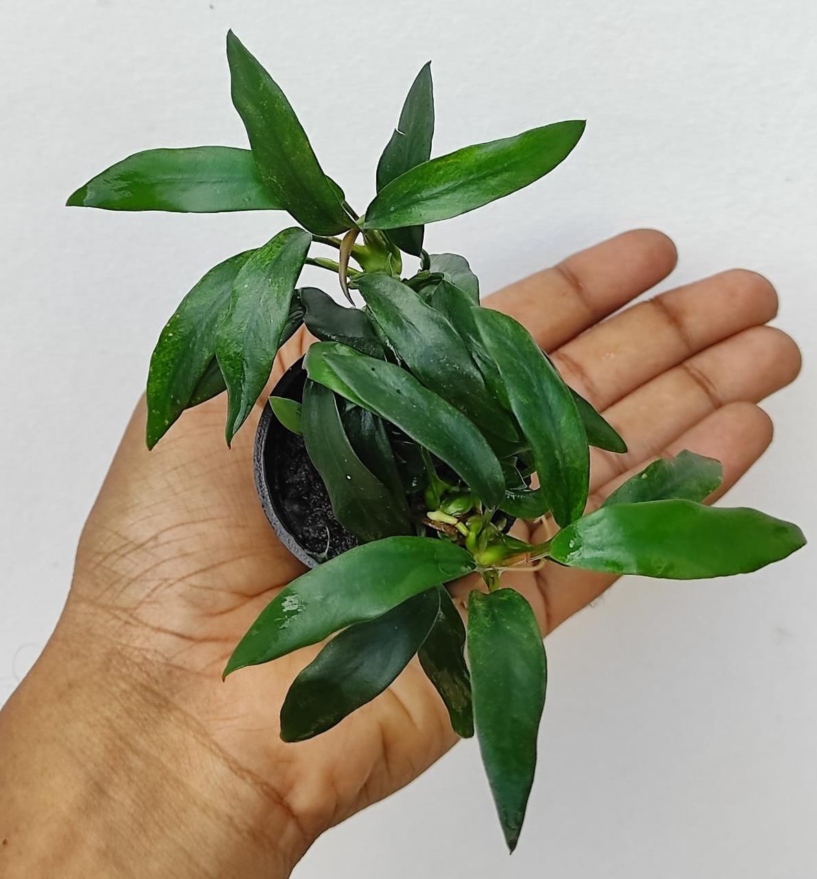 Anubias dragon claw (large plant pot)
