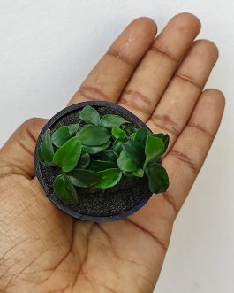 Anubias Nana petite (large pot)