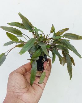 Cryptocoryne axelrodi (large pot)