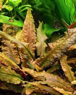 Cryptocoryne wenditii brown (large pot)