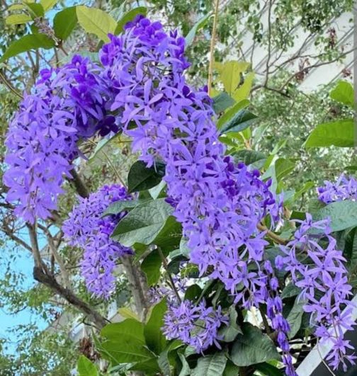 Petrea blue/ Petrea volubilis/ sand paper vine (single plant)