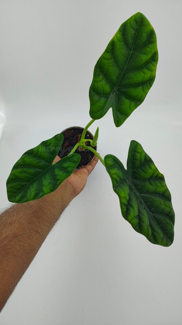 Alocasia Sinuata