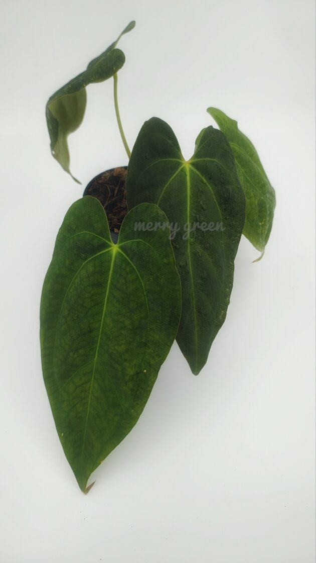 Anthurium Papillilaminum (Fort Sherman)