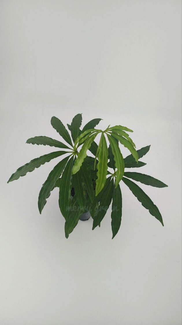 Anthurium polystictum