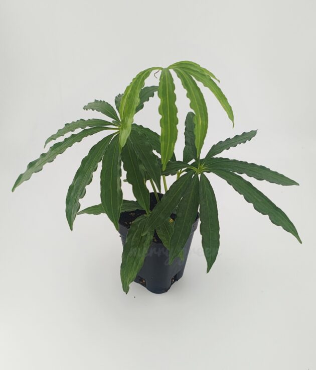 Anthurium polystictum