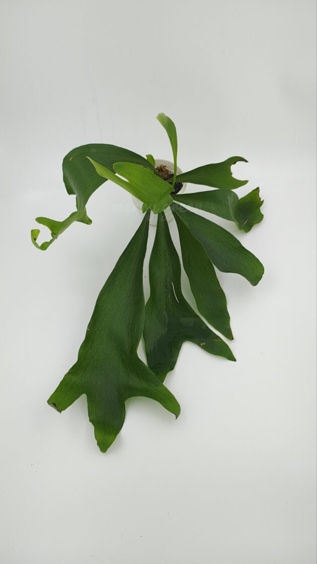 Staghorn fern