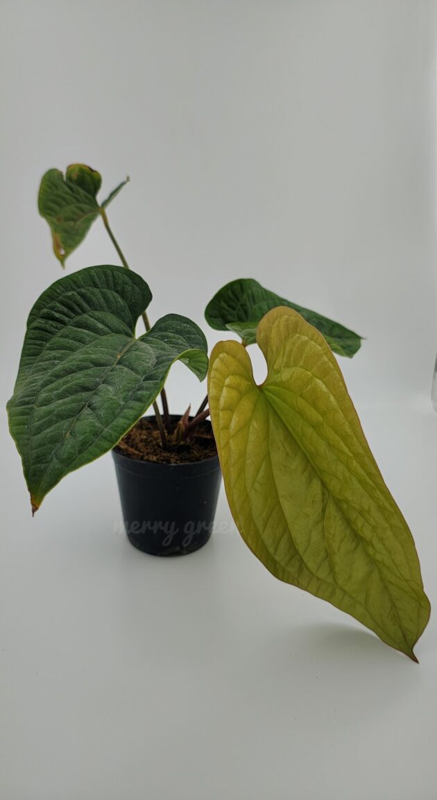 Anthurium luxurian