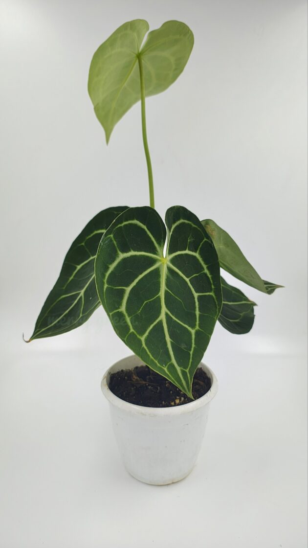 Anthurium Clarinervium