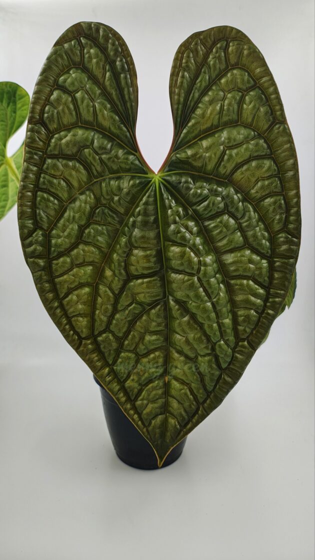 Anthurium luxurian (medium size)