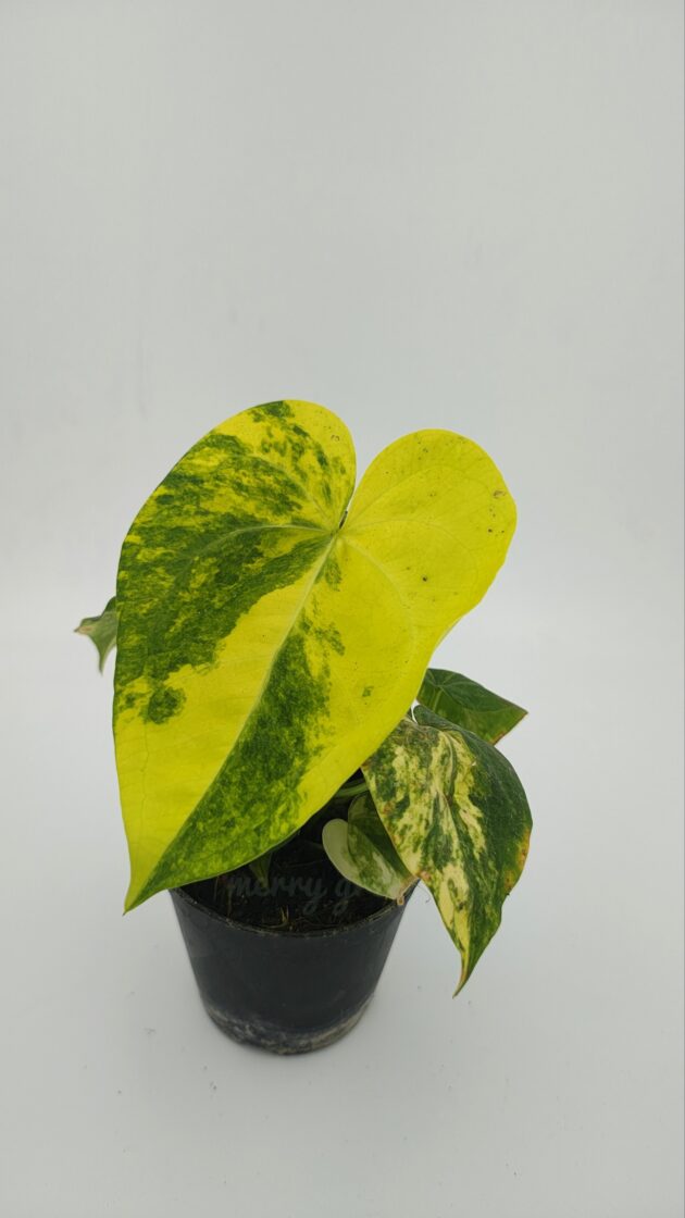Sweet Love Variegated