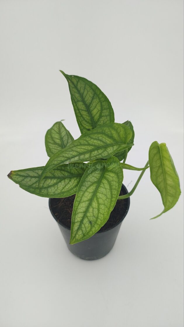 Monstera siltepecana