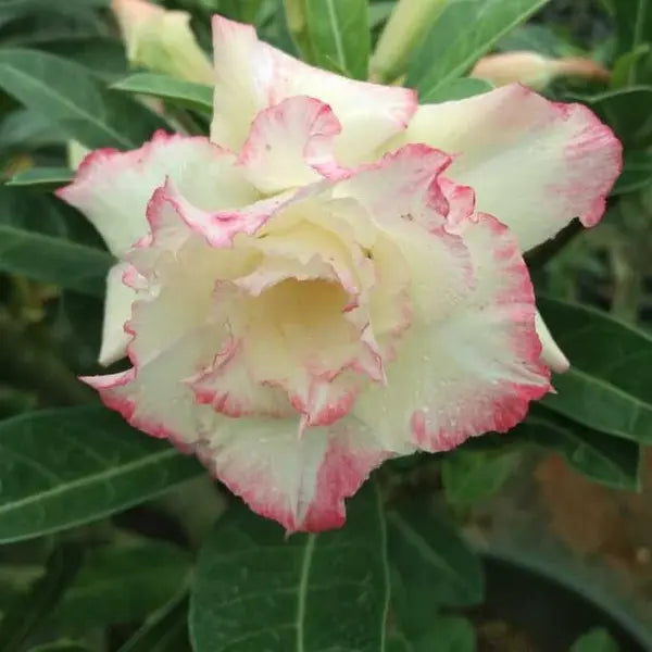 Adenium Plant - 103