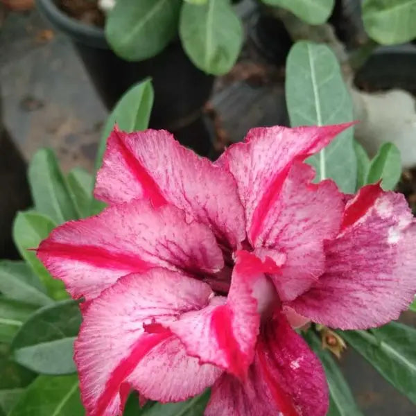 Adenium Plant - 107