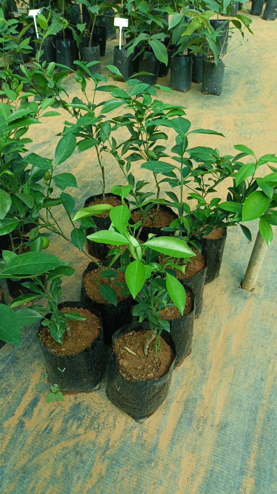 Vietnam Malta Fruit Plant - Keyfarm Wayanad