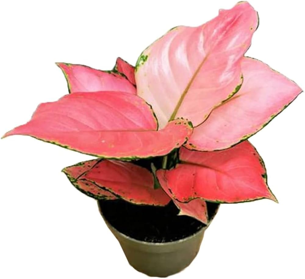 Aglaonema Pink leaf details and texture – healthy indoor plant