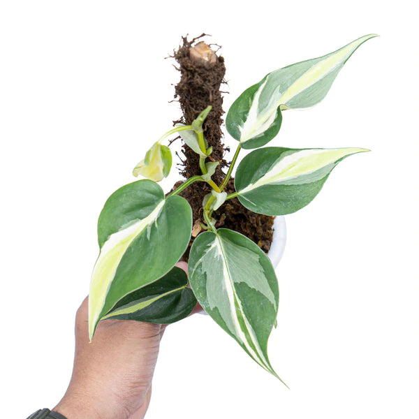 Philodendron Hederaceum Brasil