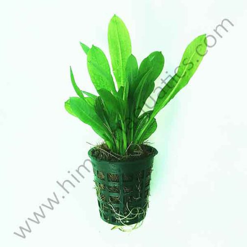 Echinodorus parviflorus tropica (Large pot)