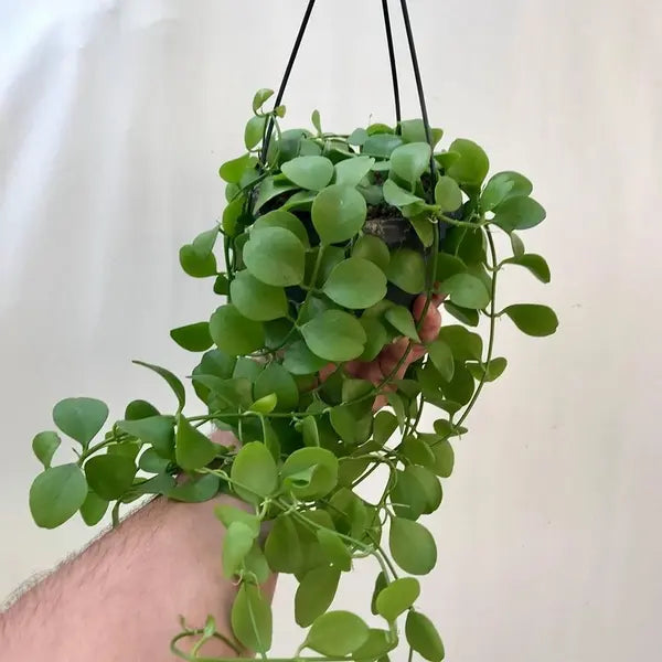 Dischidia Imbricata (Kidney plant)