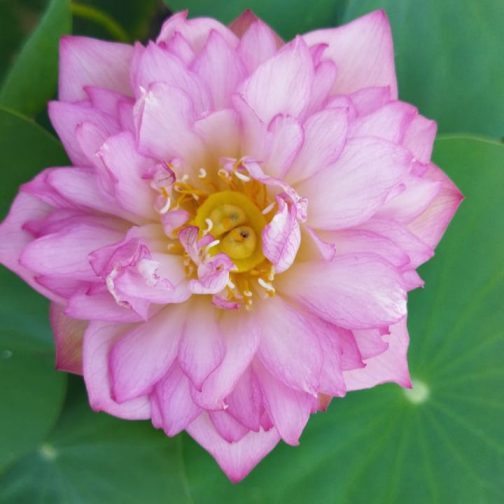 Bowl lotus combo (white puff,New star ,liangli) 3 Tubers