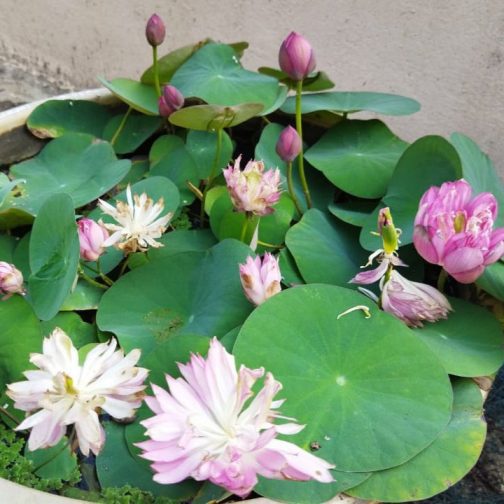 Bowl lotus combo (white puff,New star ,liangli) 3 Tubers