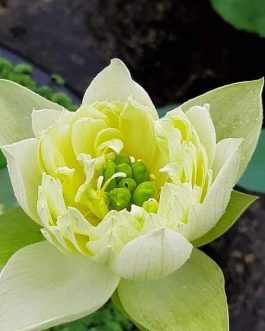 Lady Bingly, Yellow Peony, Foreigner Lotus Combo (3 Tubers)