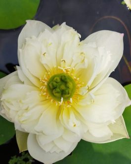 Ameri Peony, Peony Fairy and Thai Hu Love deeps Lotus Tuber Combo ( 3 tubers)