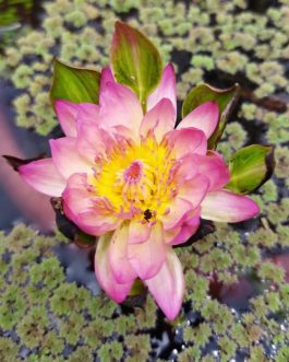 Nymphea Nangwank waterlilly tuber combo (orange and purple 2 plants)