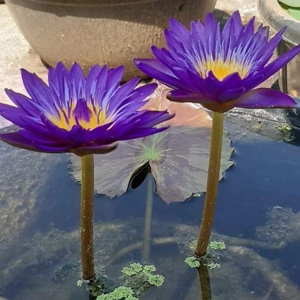 Nymphaea Tanzanite Hybrid Waterlily
