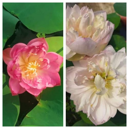 Ameri Camelia and Pink Meadow Bowl Lotus Tuber Combo ( 2 Tubers)