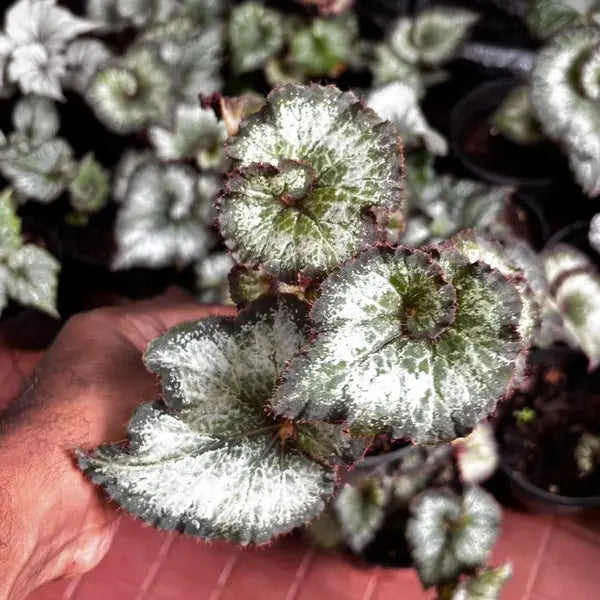 Begonia Escargot
