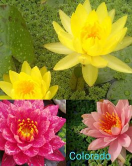 Nymphaea yellow mexicana, Colorado,wanvisa water lilly combo (3 plants)