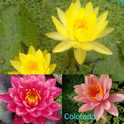 Nymphaea yellow mexicana, Colorado,wanvisa water lilly combo (3 plants)