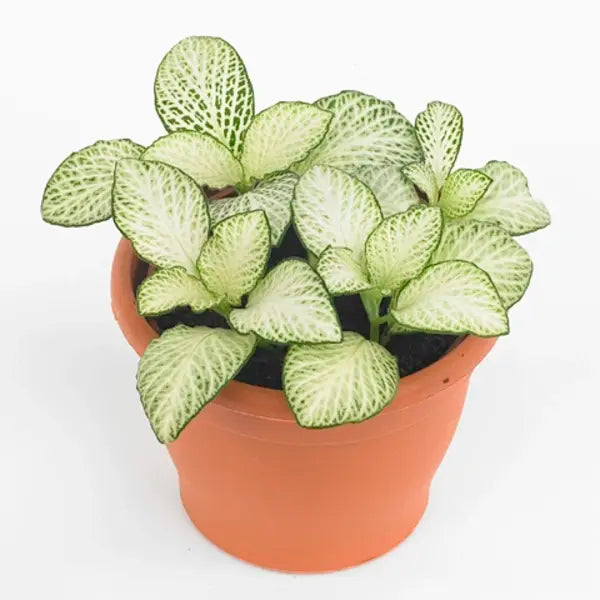 Fittonia 'Anne White'