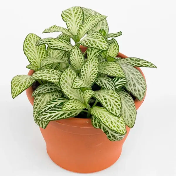 Fittonia 'Anne White'