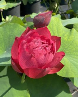 Heart blood, foreigner lotus tuber combo ( 2 tubers)